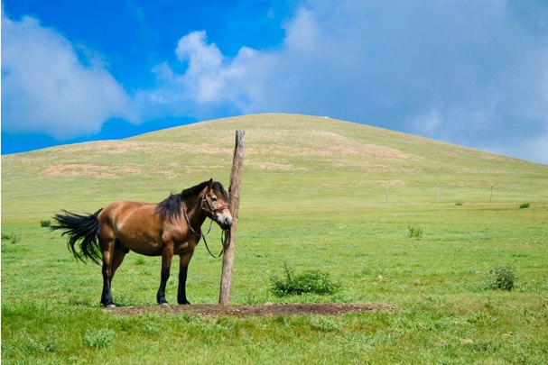 5 48 2 Монголия: Кому в степи жить хорошо?