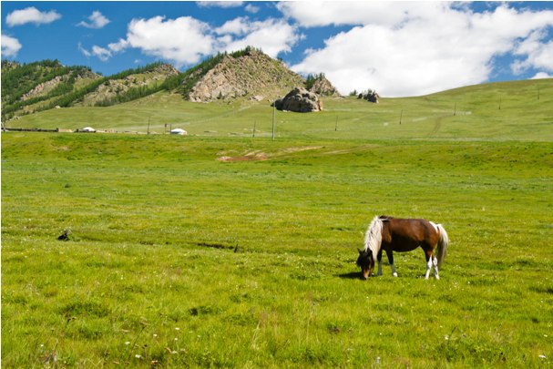 DSC 0555 Монголия: Кому в степи жить хорошо?